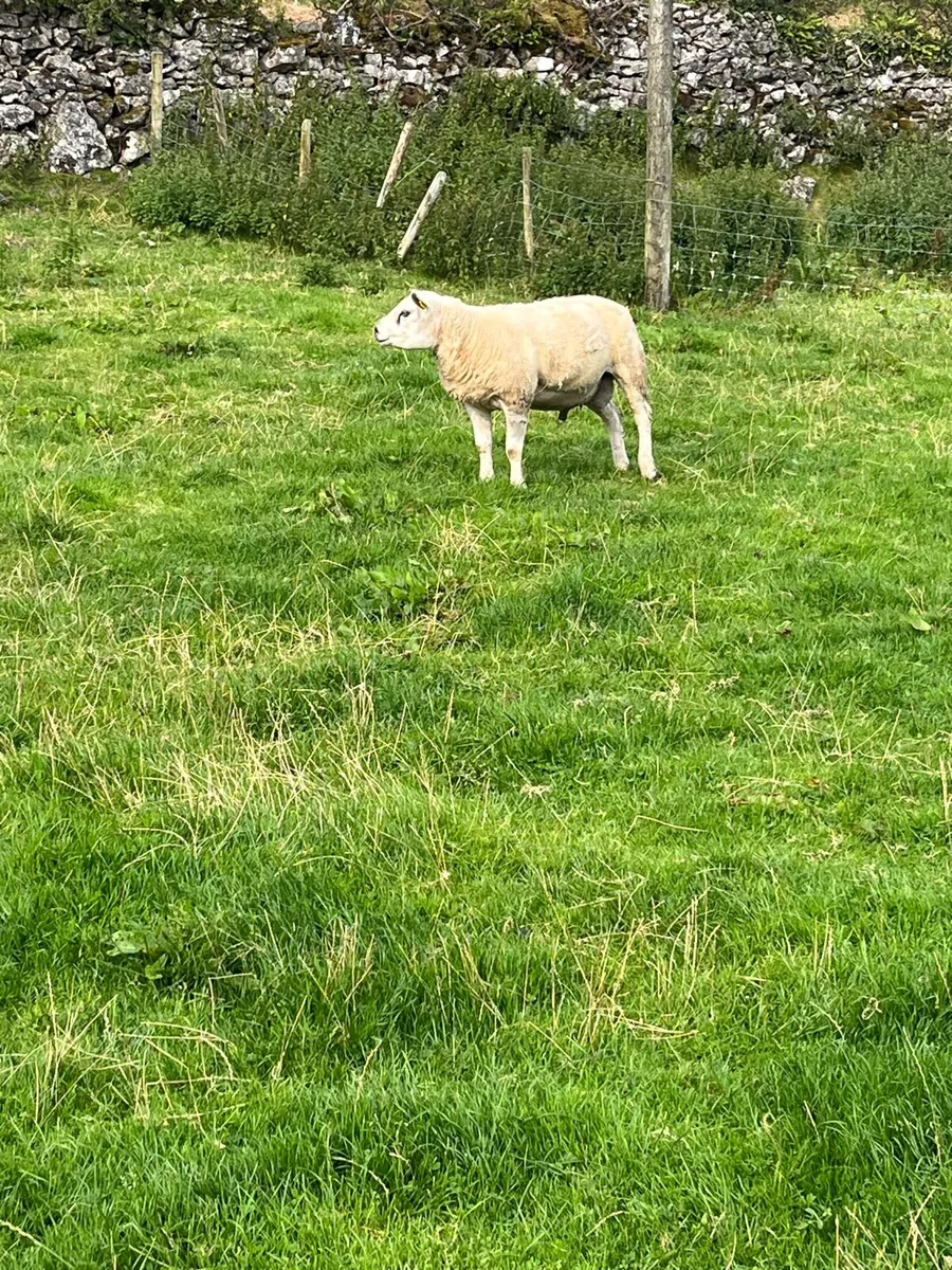 Pbr Texel ram - Image 4