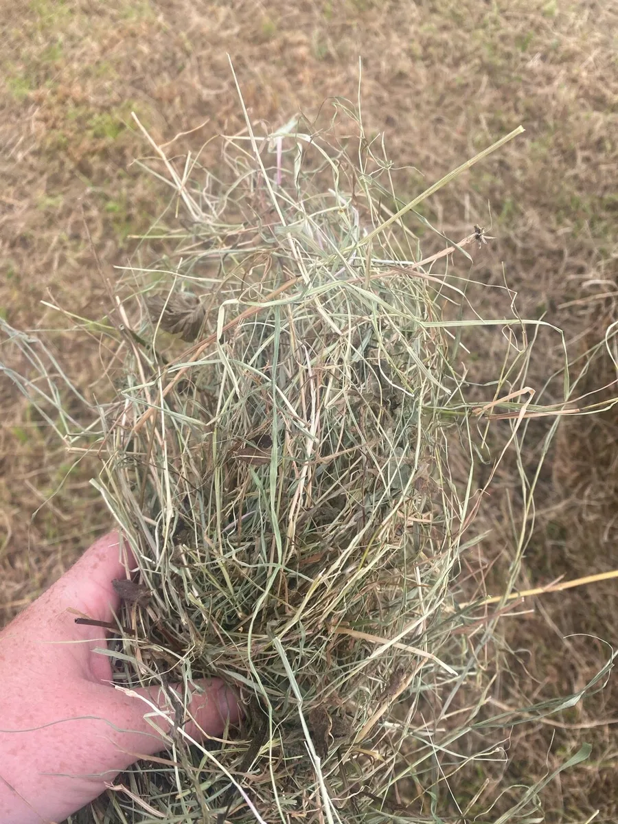 Sweet hay - Image 1