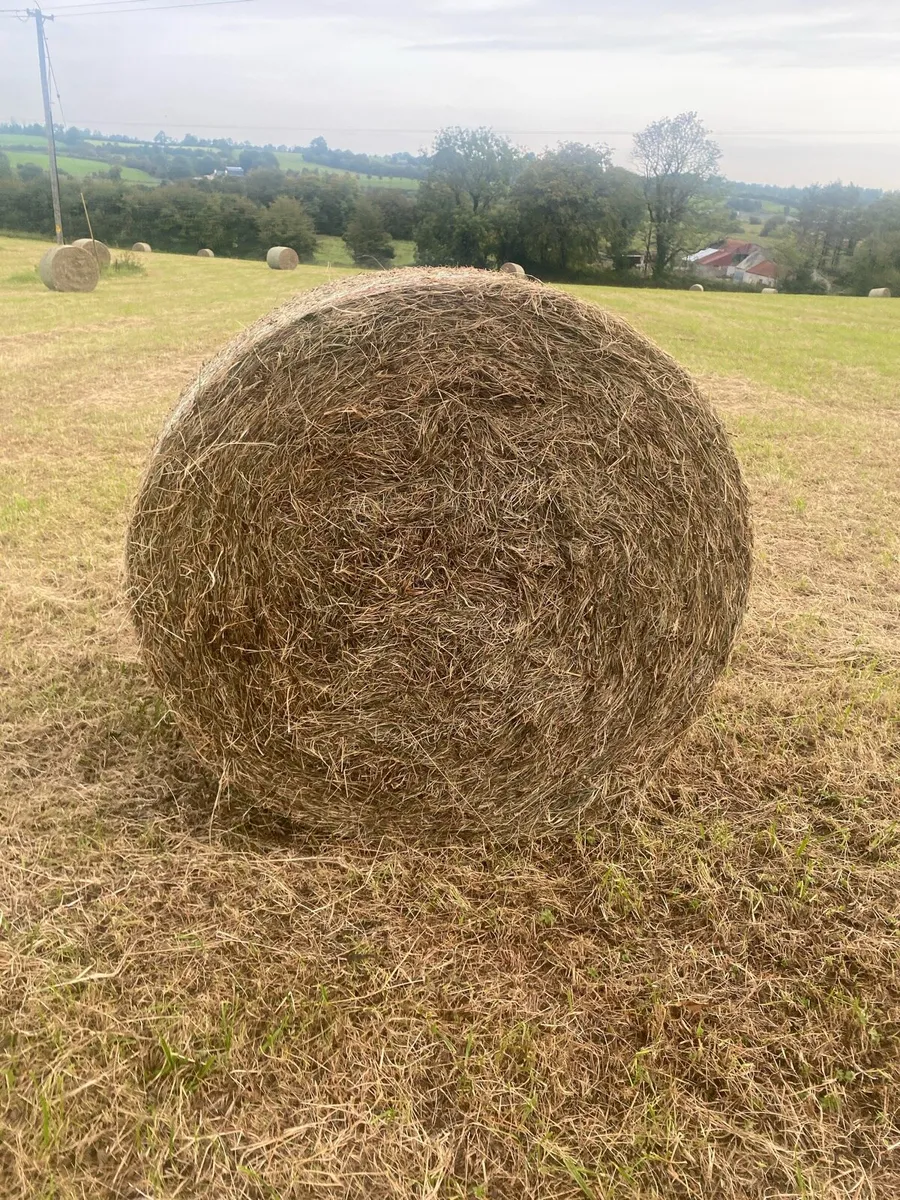 Sweet hay - Image 2