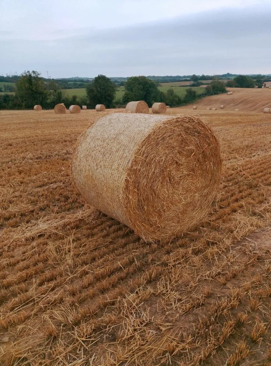 Straw - Image 1