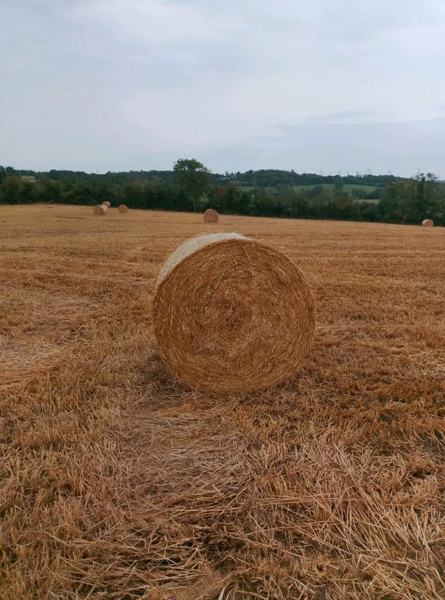 Straw - Image 2