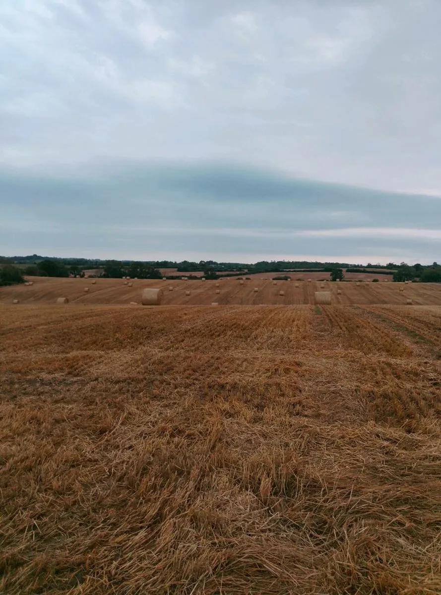 Straw - Image 3