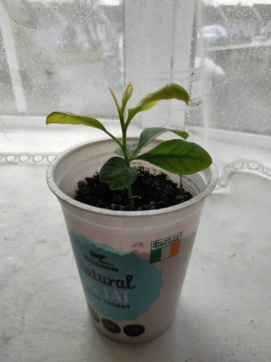 Mandarin Plant - Image 1