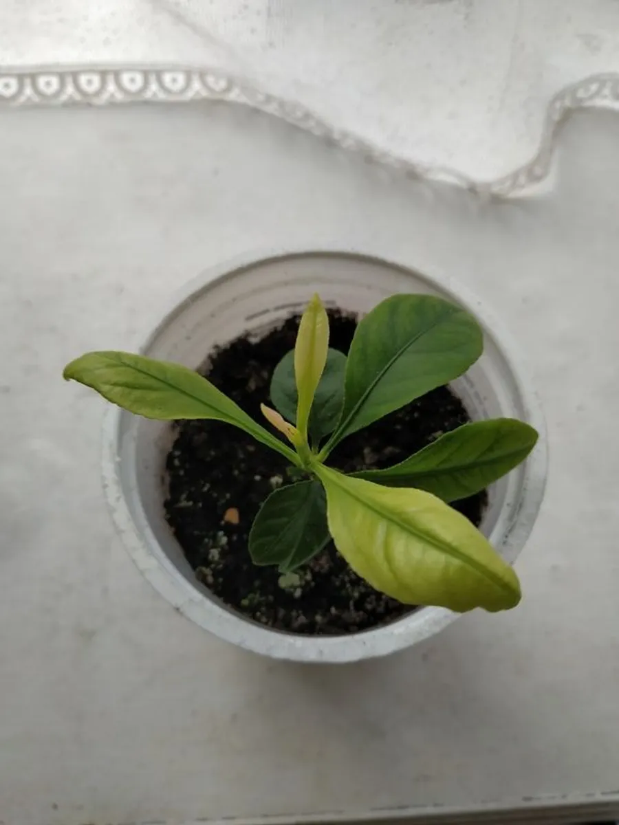 Mandarin Plant - Image 2
