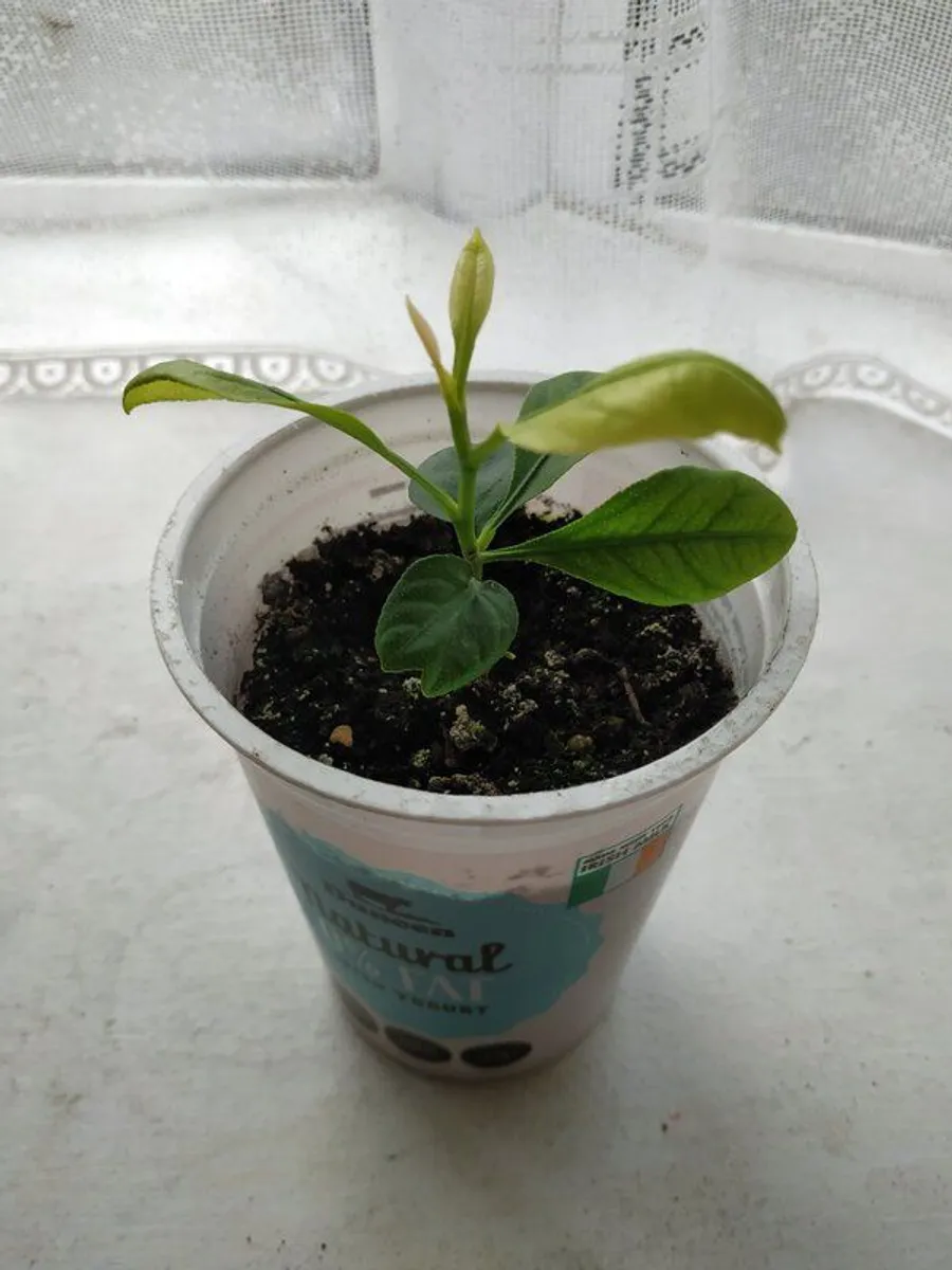 Mandarin Plant - Image 3