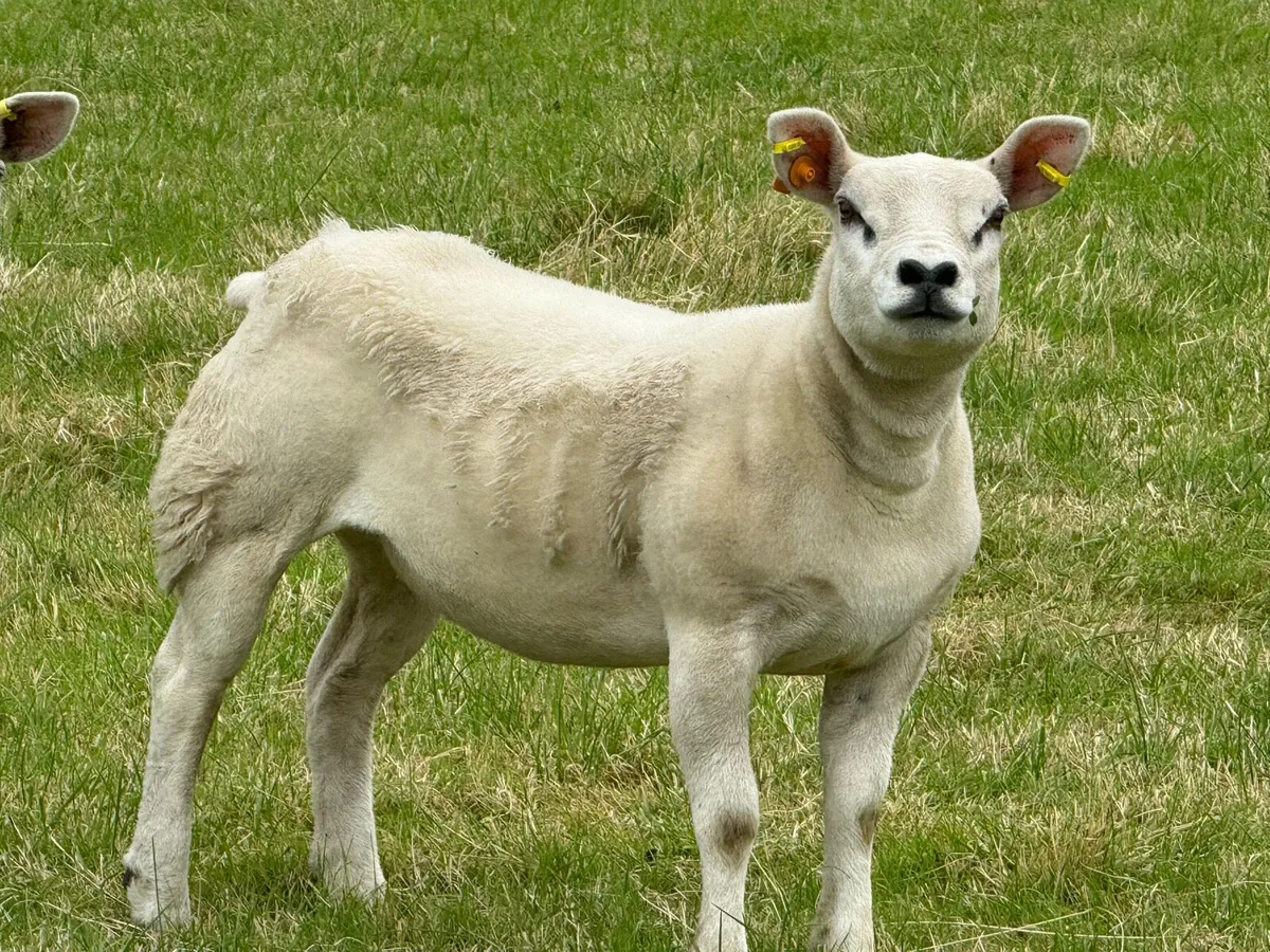 Top PBR Texel Ewe Lambs - Image 3