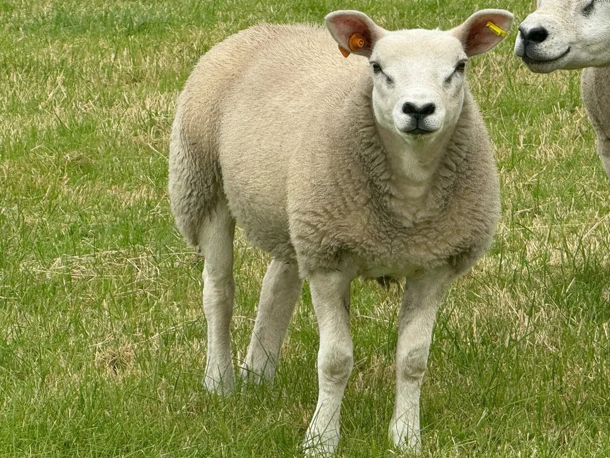 Top PBR Texel Ewe Lambs - Image 4