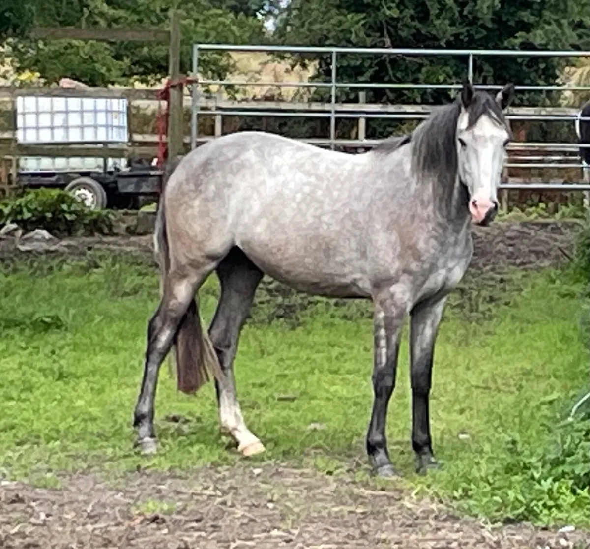 3 yo Hold Up Premier Gelding - Image 1