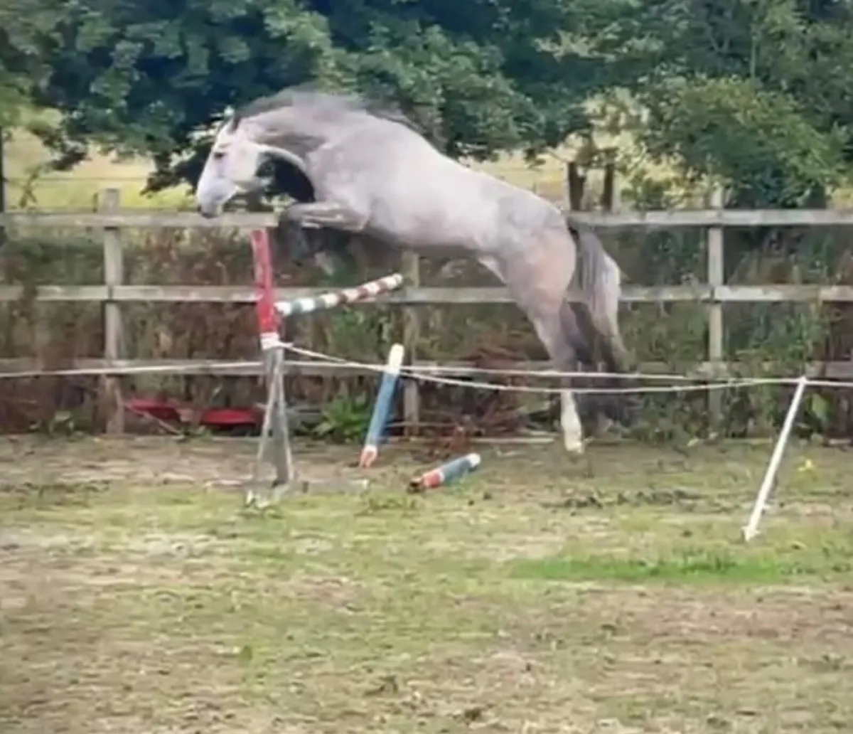 3 yo Hold Up Premier Gelding - Image 3