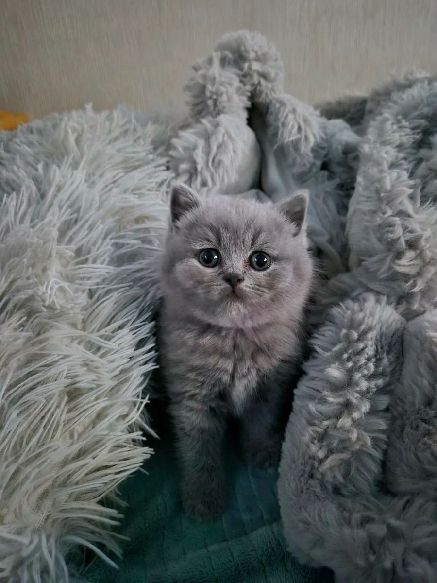 Cat - Image 1