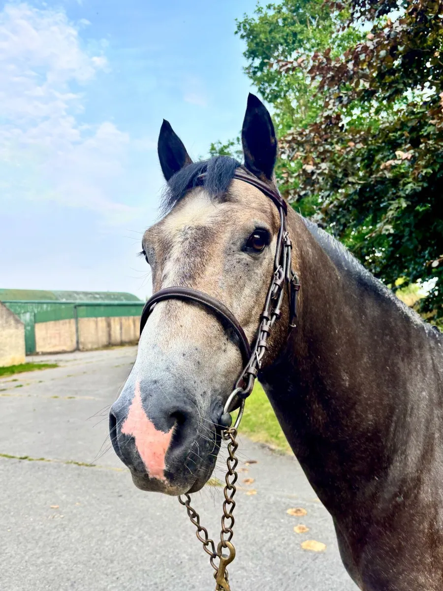 Smart 4yo Connemara gelding - Image 1