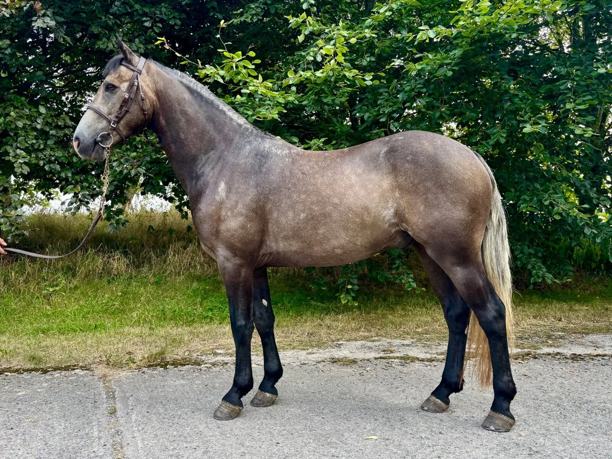 Smart 4yo Connemara gelding - Image 3