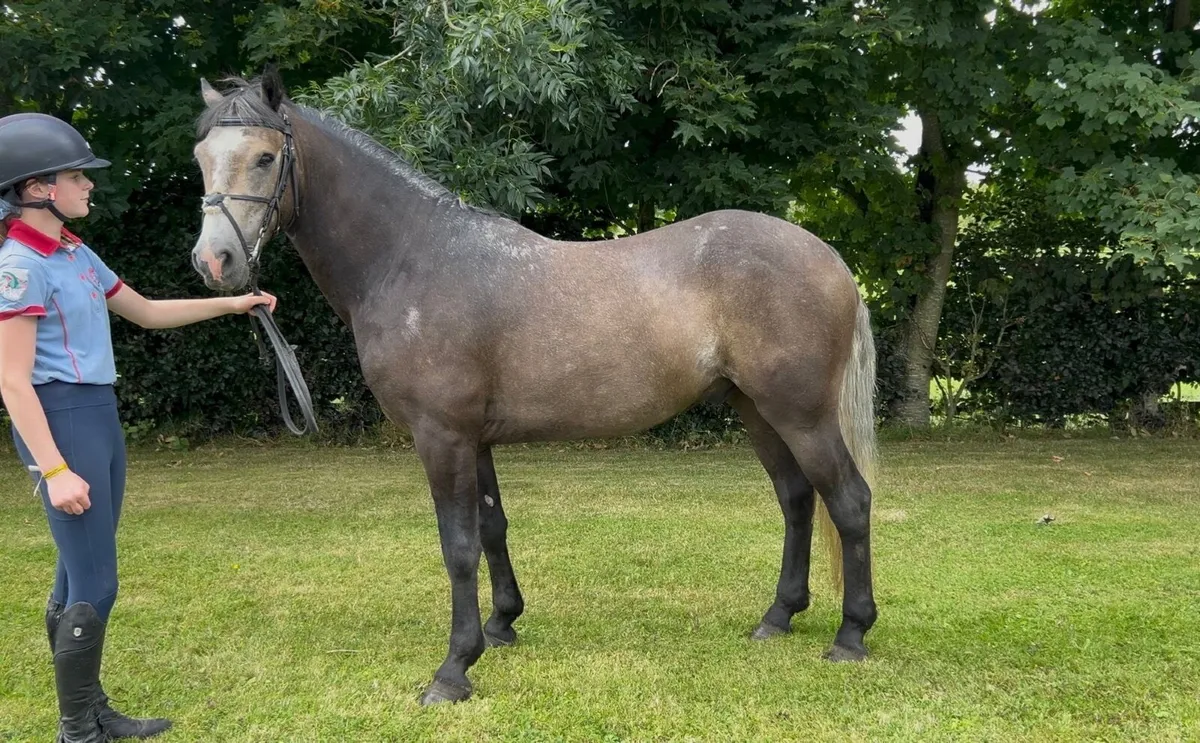 Smart 4yo Connemara gelding - Image 4