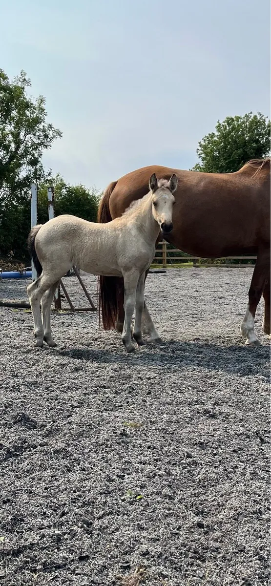Outstanding,  Quality Dun Filly Foal - Image 1