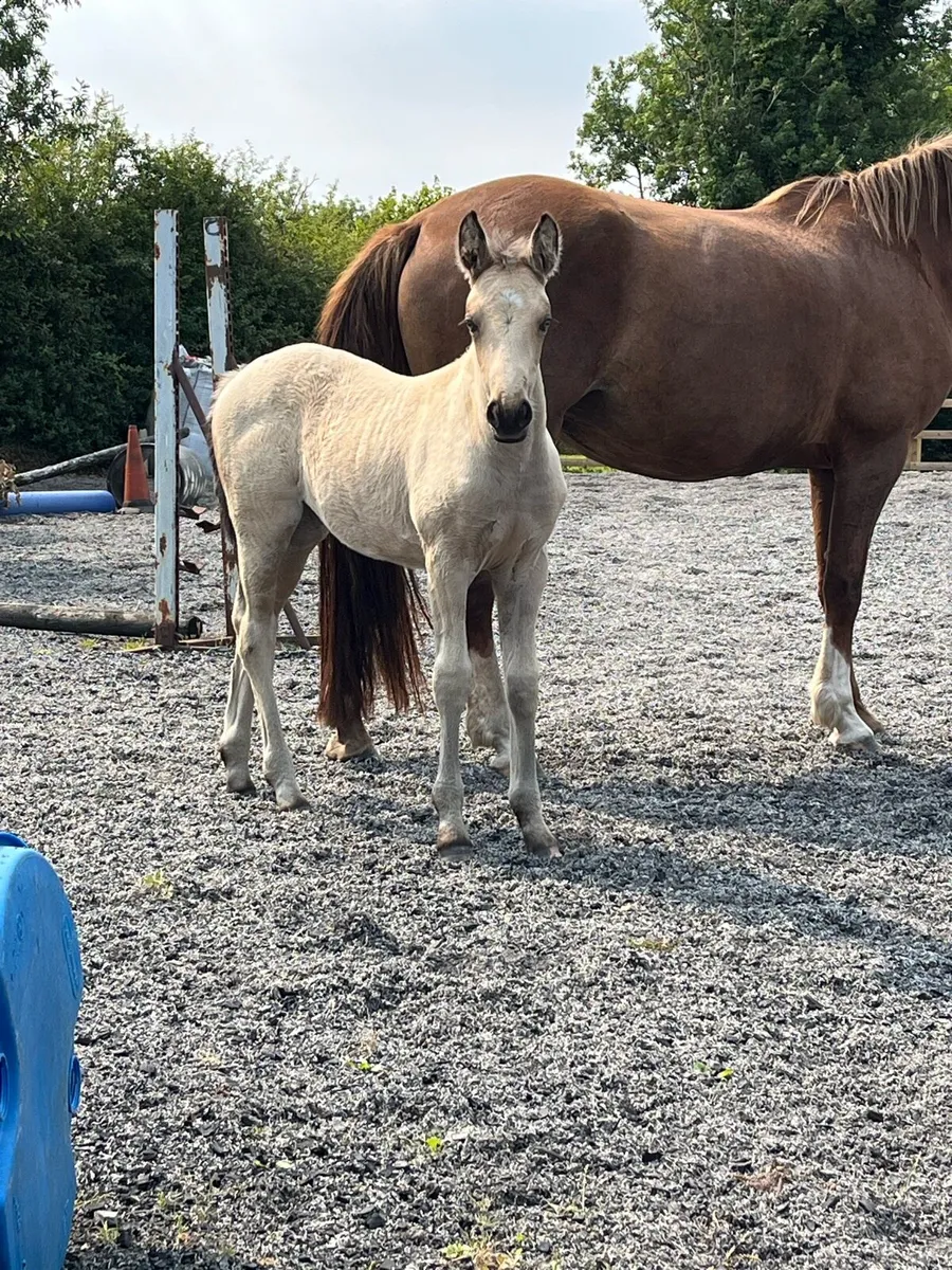 Outstanding,  Quality Dun Filly Foal - Image 2