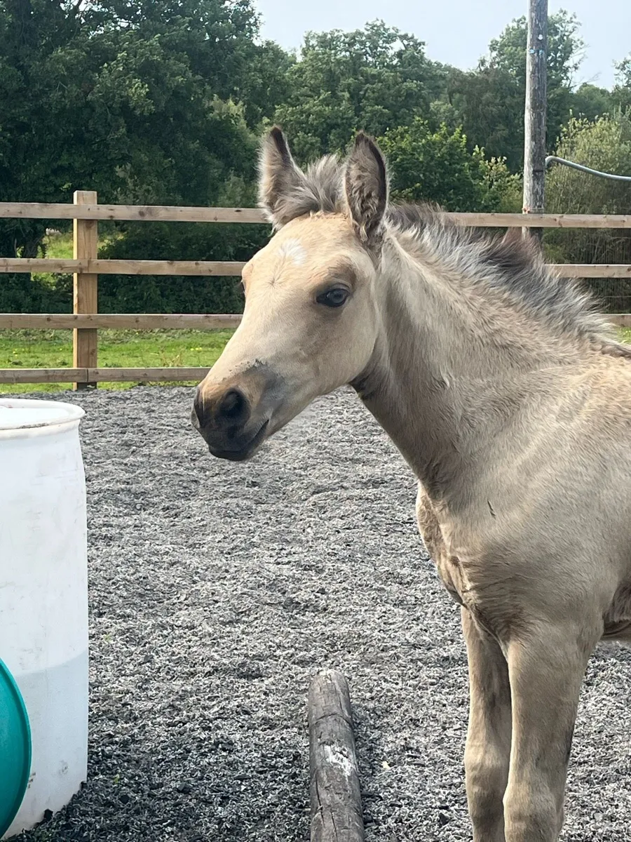 Outstanding,  Quality Dun Filly Foal - Image 4