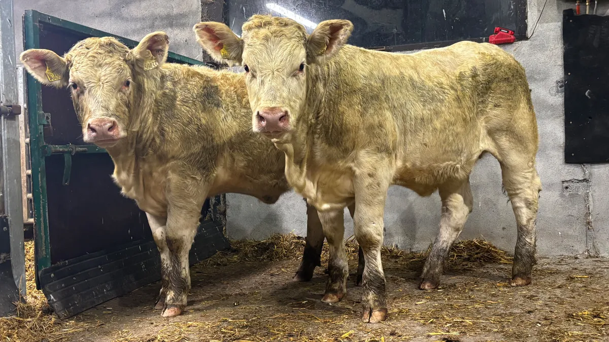 ⭐️ 2 Super Purebred Charolais Heifers ⭐️ - Image 1