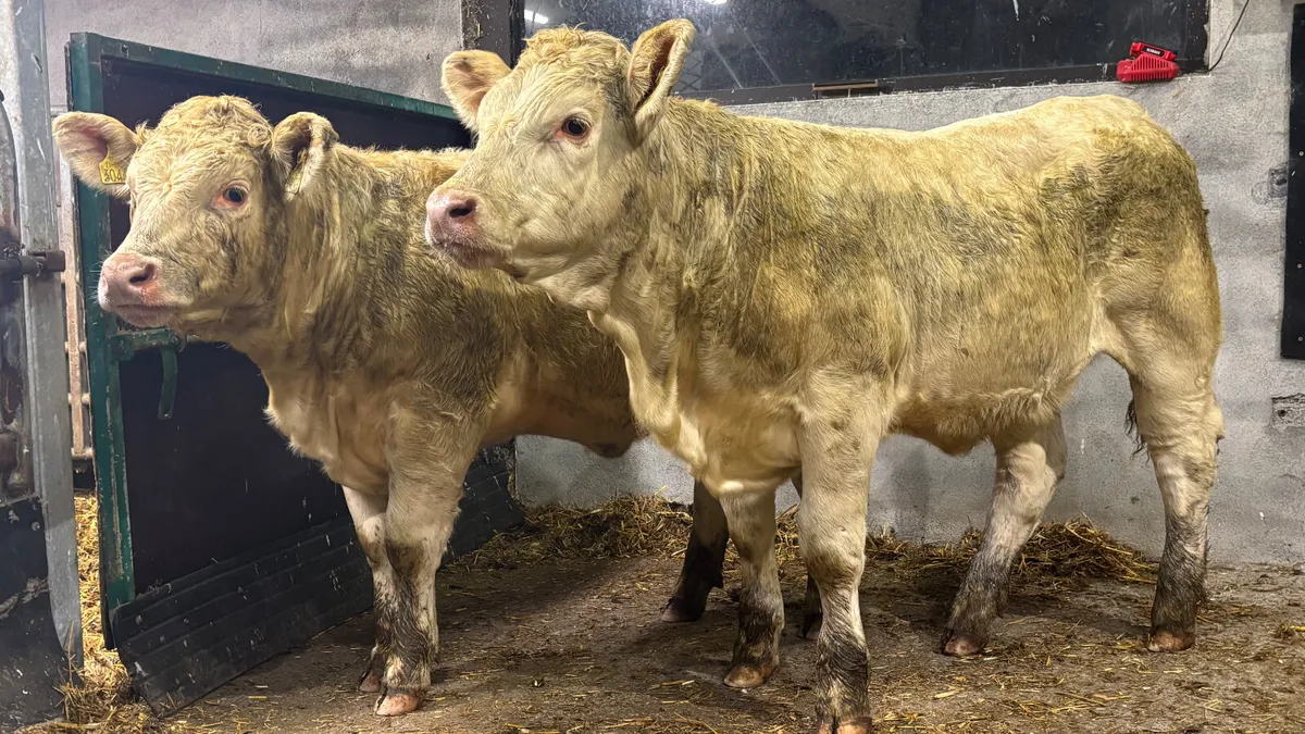 ⭐️ 2 Super Purebred Charolais Heifers ⭐️ - Image 3