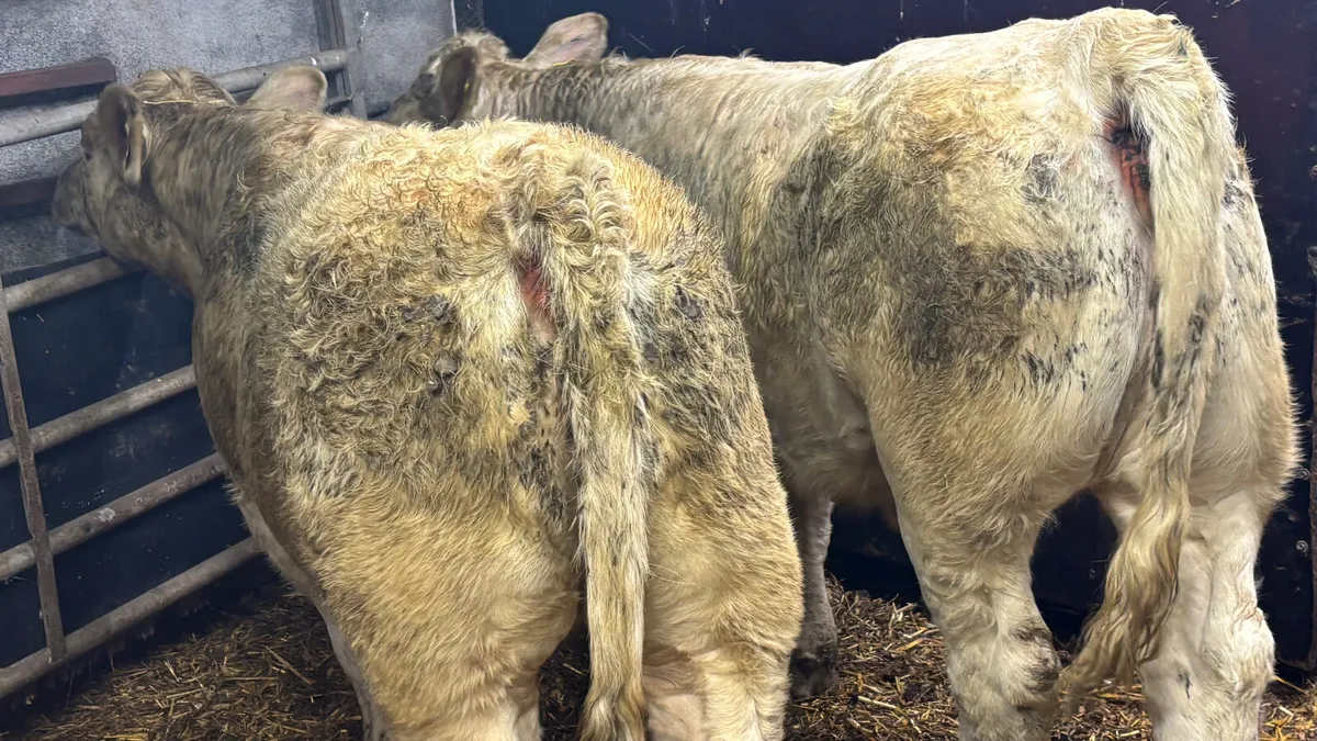 ⭐️ 2 Super Purebred Charolais Heifers ⭐️ - Image 4