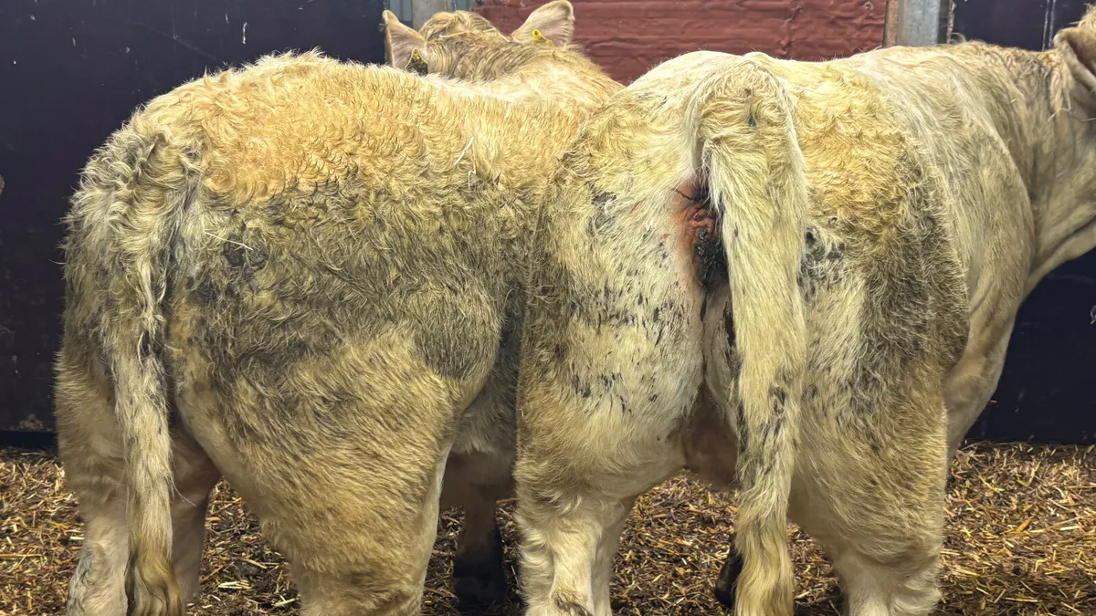 ⭐️ 2 Super Purebred Charolais Heifers ⭐️ - Image 2