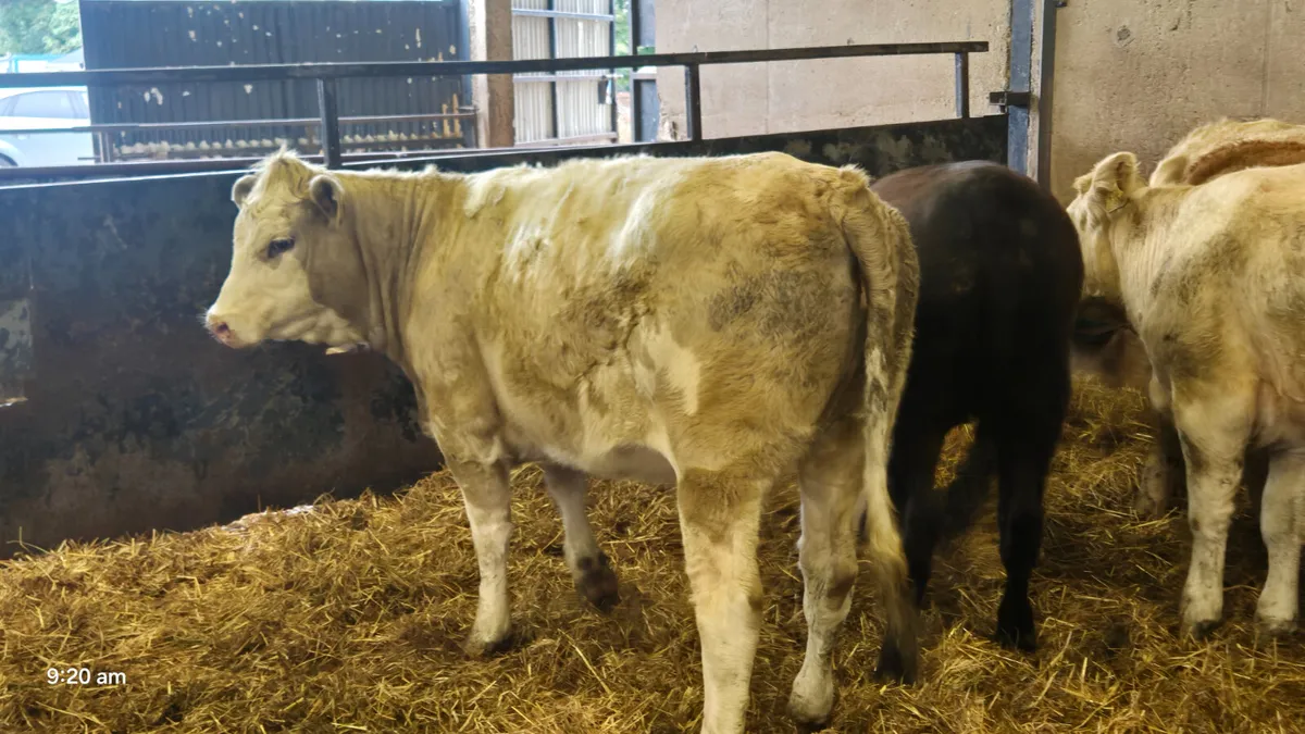 8 Suckler heifers for sale - Image 1