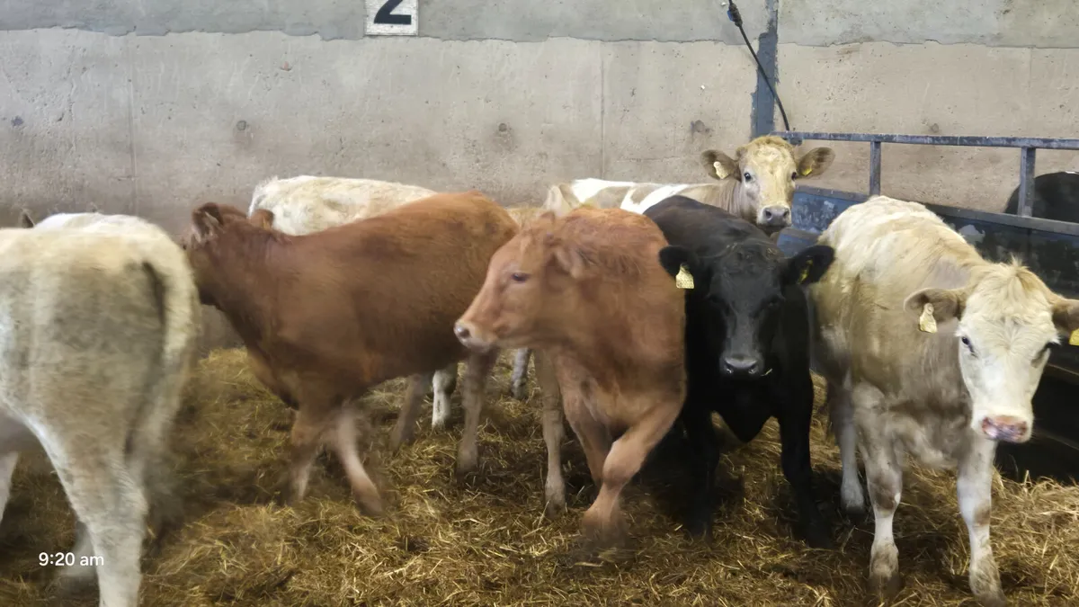 8 Suckler heifers for sale - Image 4