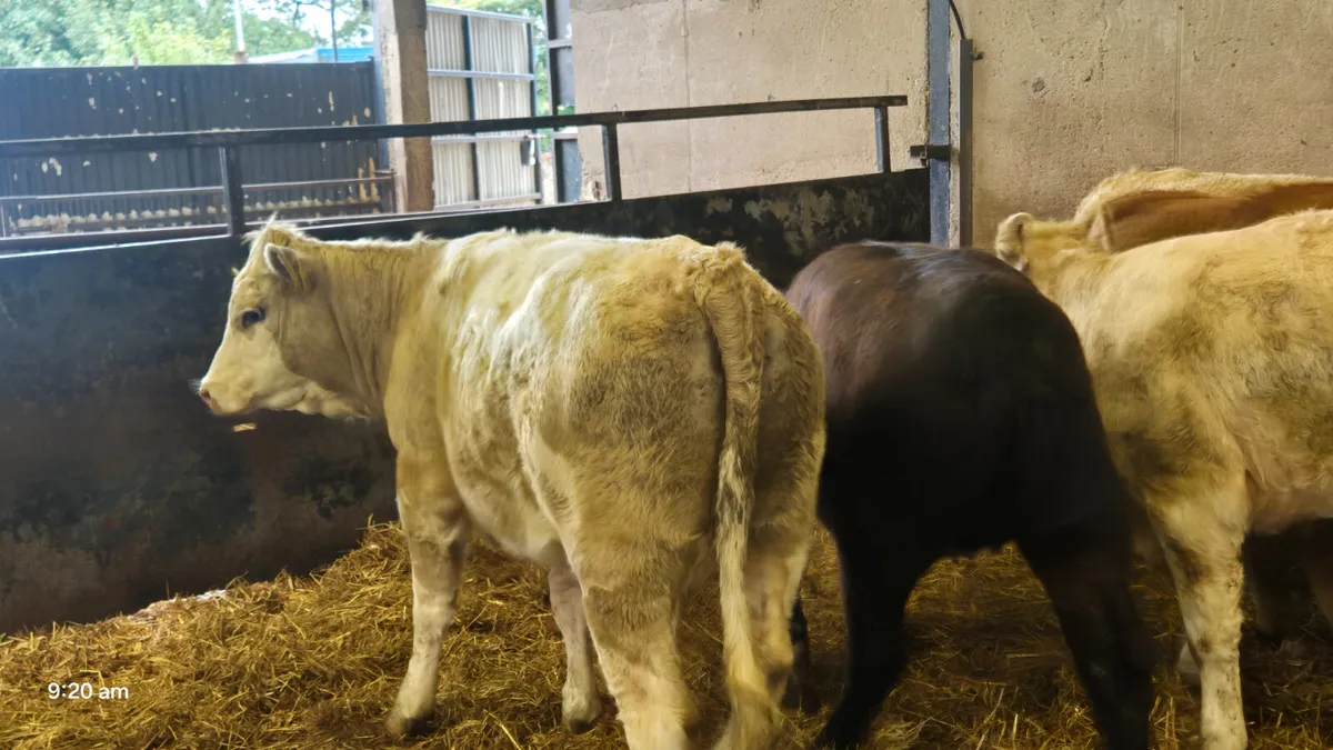 8 Suckler heifers for sale - Image 3