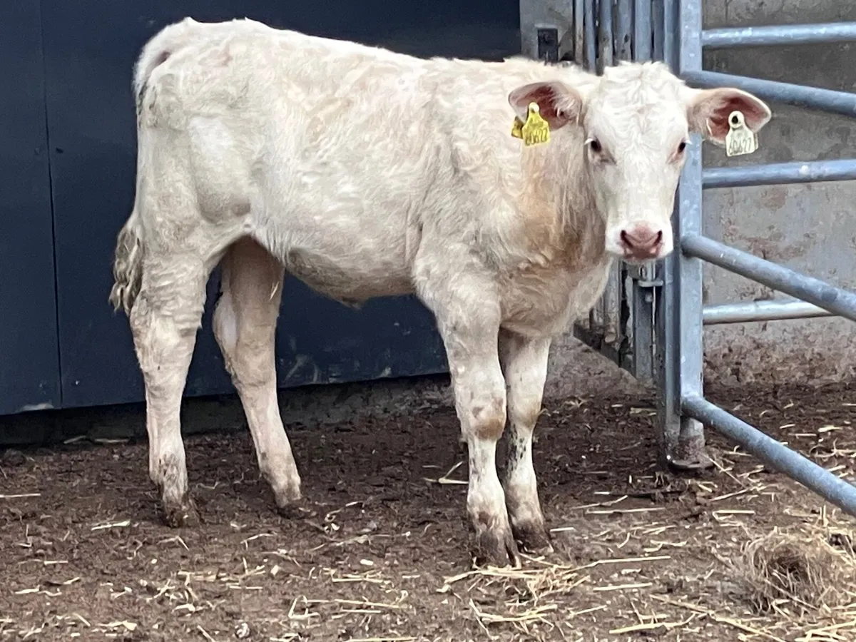 Charlaois heifer weanling for sale - Image 2