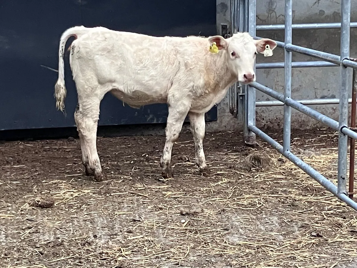 Charlaois heifer weanling for sale - Image 1
