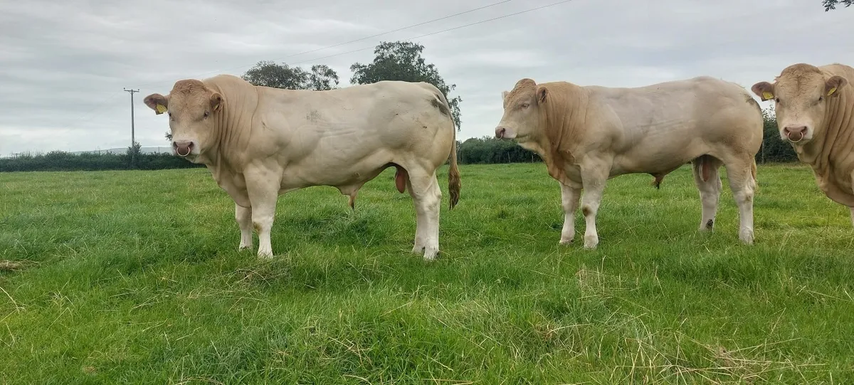 Pedigree Blonde Bulls - Image 2