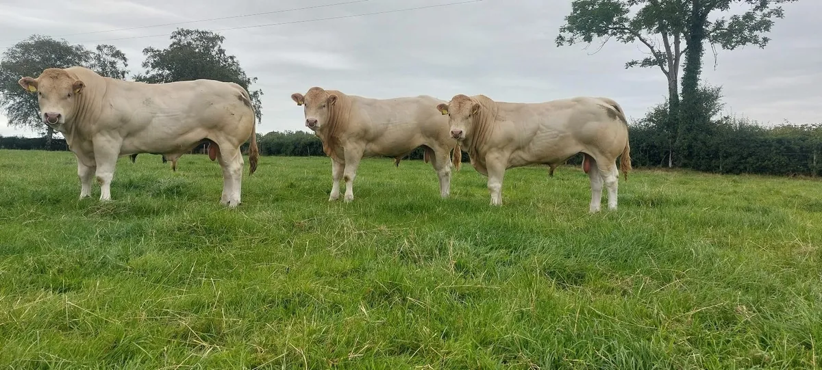 Pedigree Blonde Bulls - Image 3