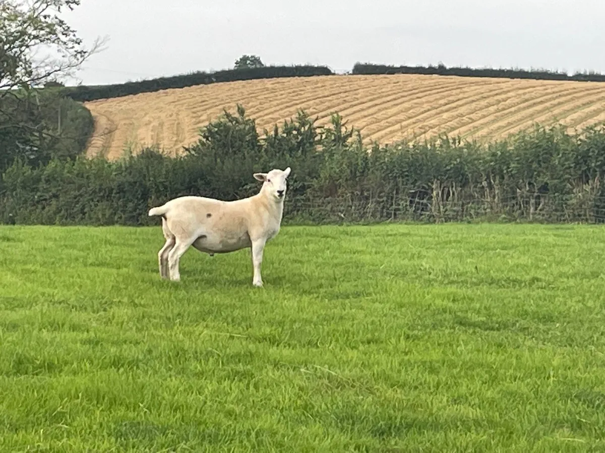 Easycare sheep - Image 1