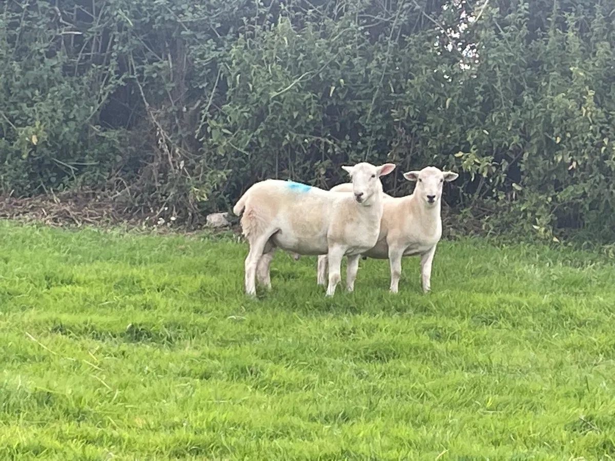 Easycare sheep - Image 2