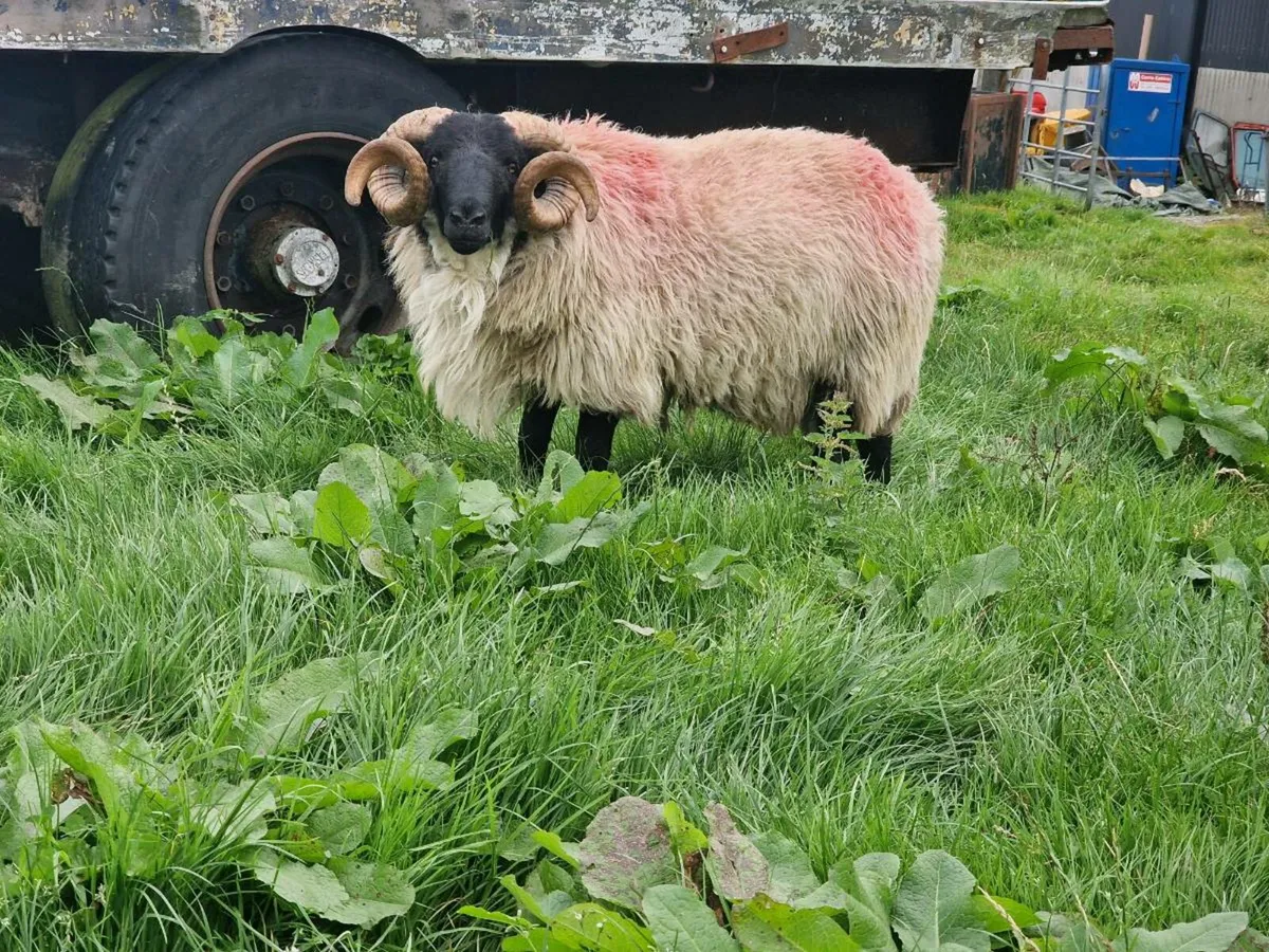 MAYO MOUNTAIN HOGGET - Image 1