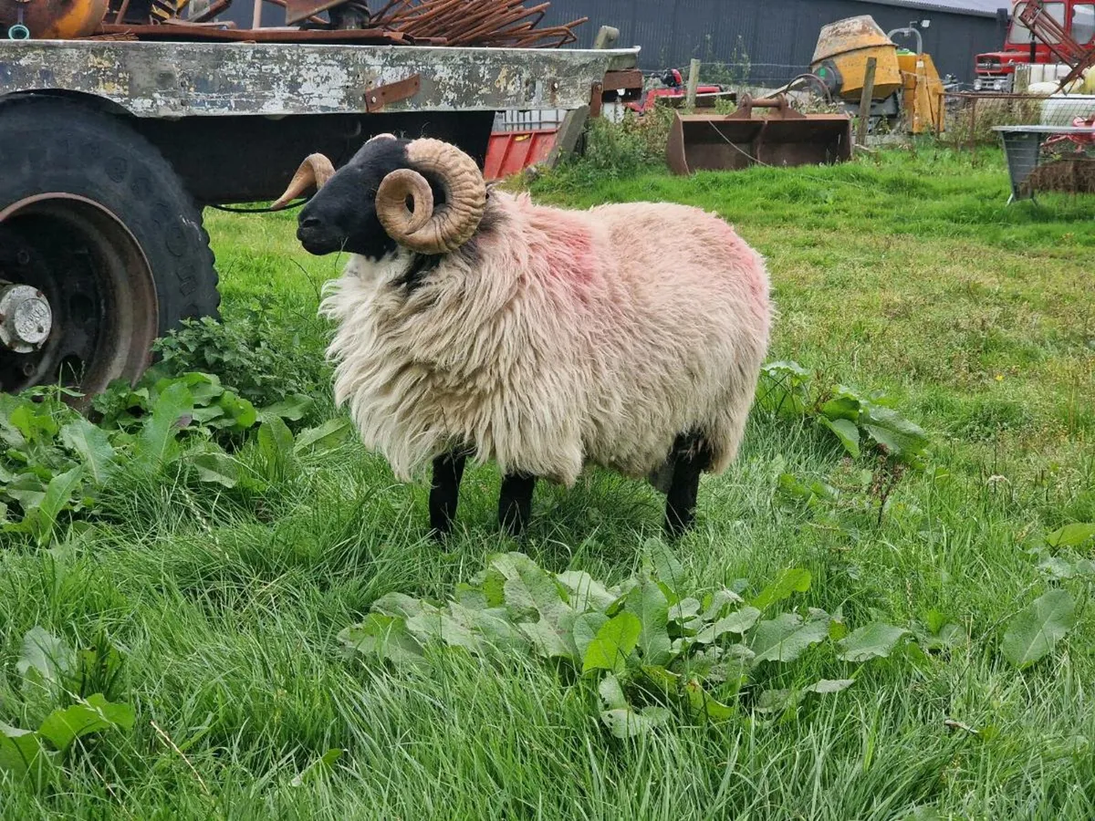 MAYO MOUNTAIN HOGGET - Image 3