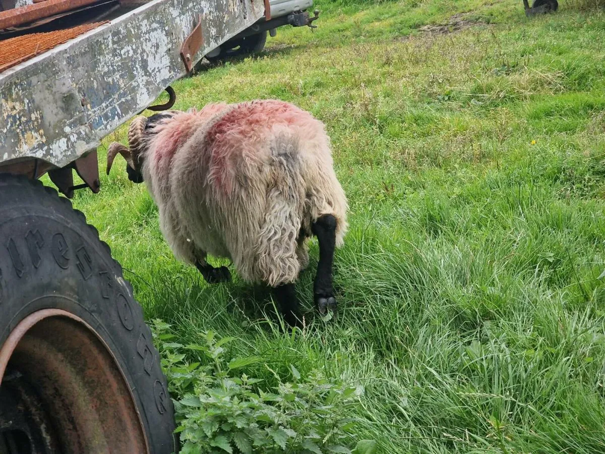 MAYO MOUNTAIN HOGGET - Image 4