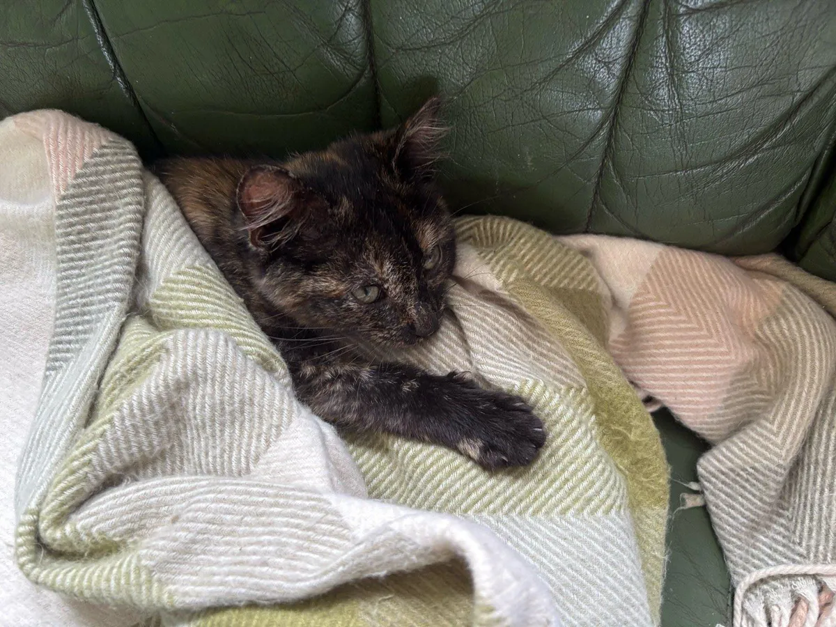 Beautiful friendly kitten - Image 4