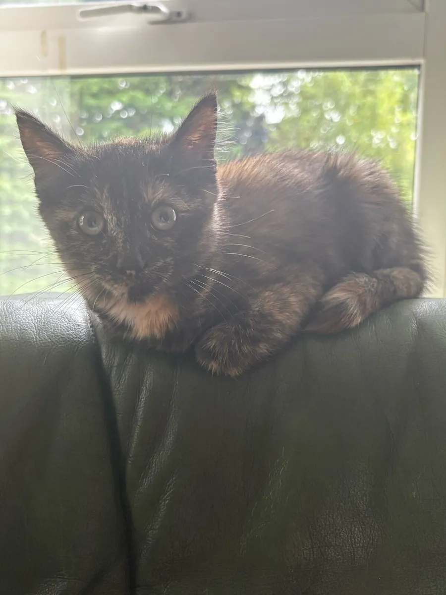 Beautiful friendly kitten - Image 2