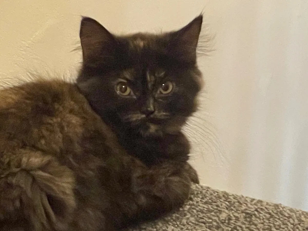 Kittens - Image 2