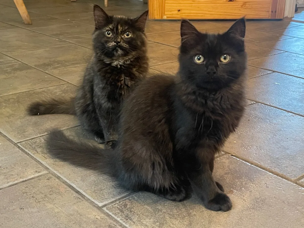 Kittens - Image 1