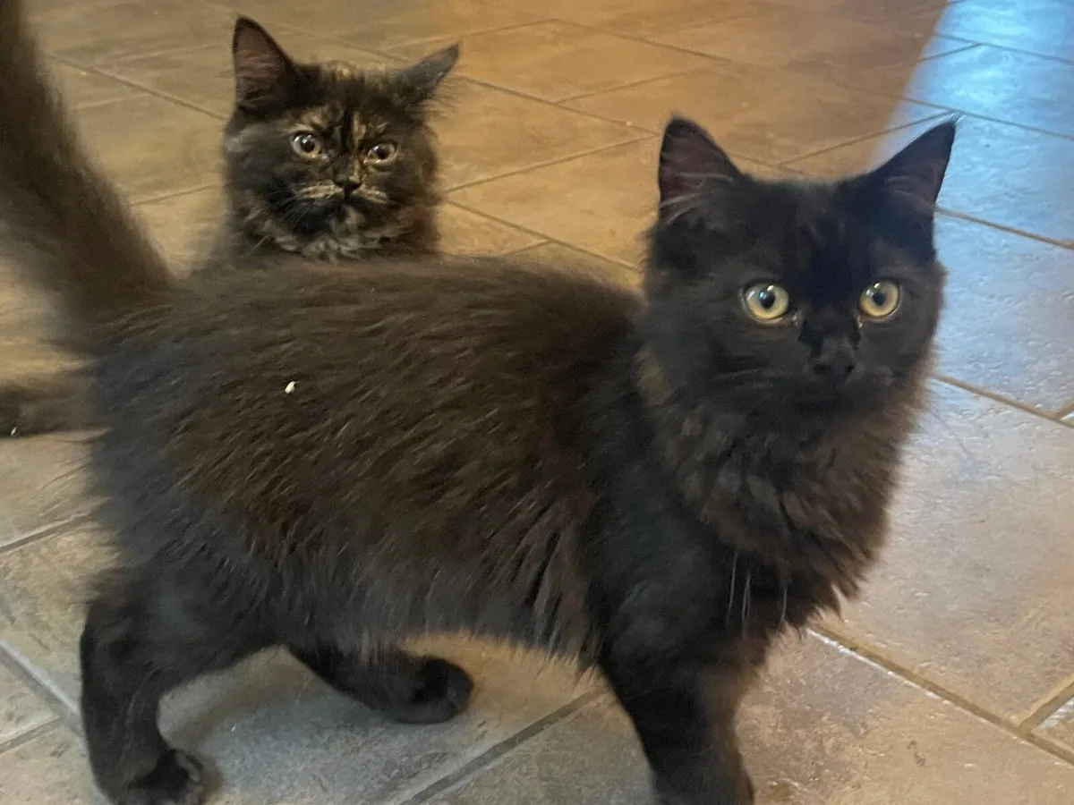 Kittens - Image 3