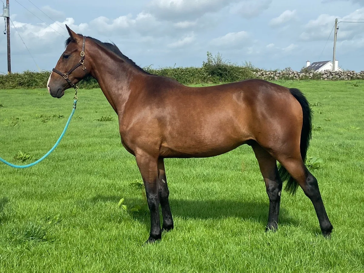 Top class 3 year old gelding - Image 1