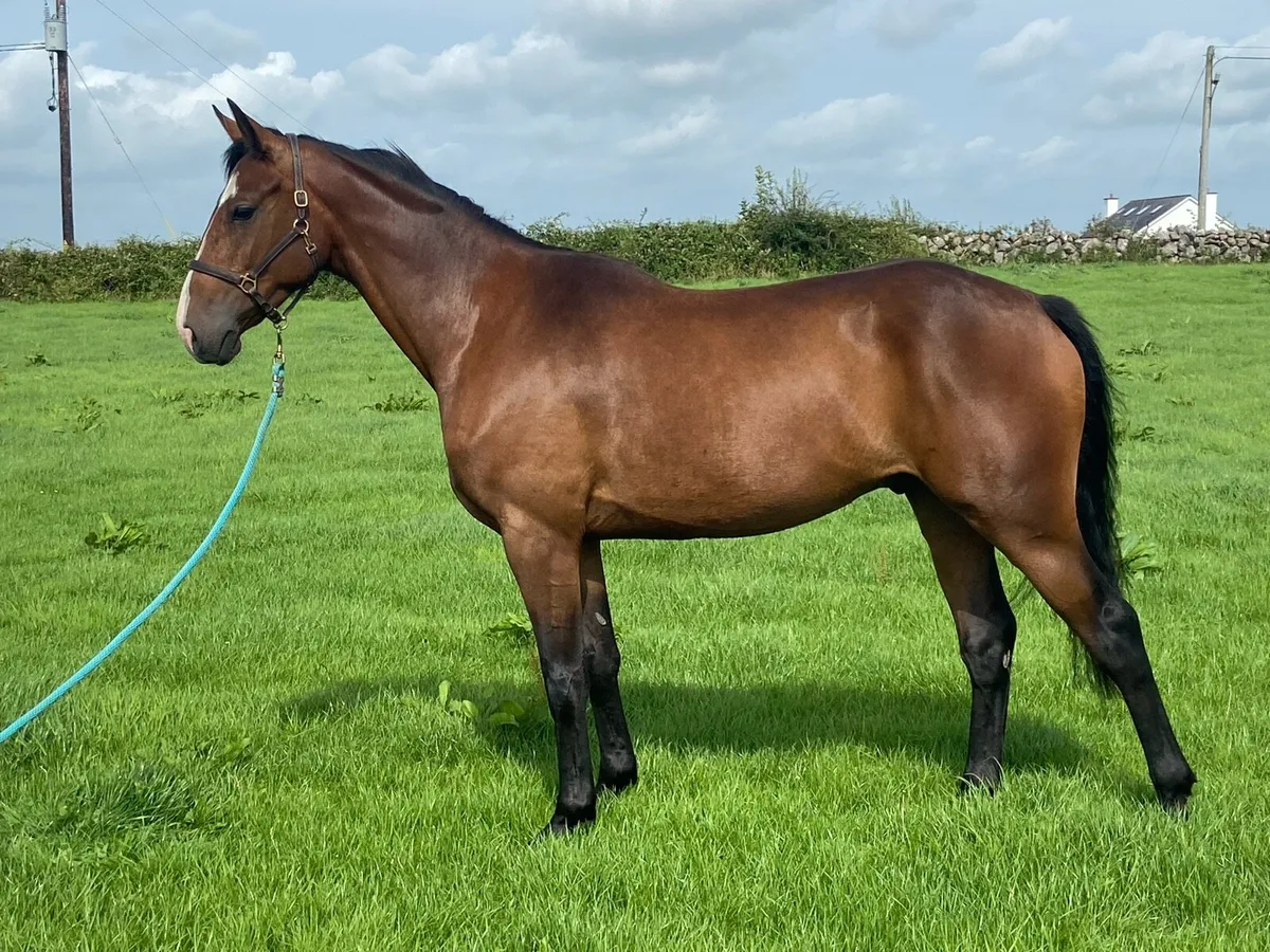 Top class 3 year old gelding - Image 2