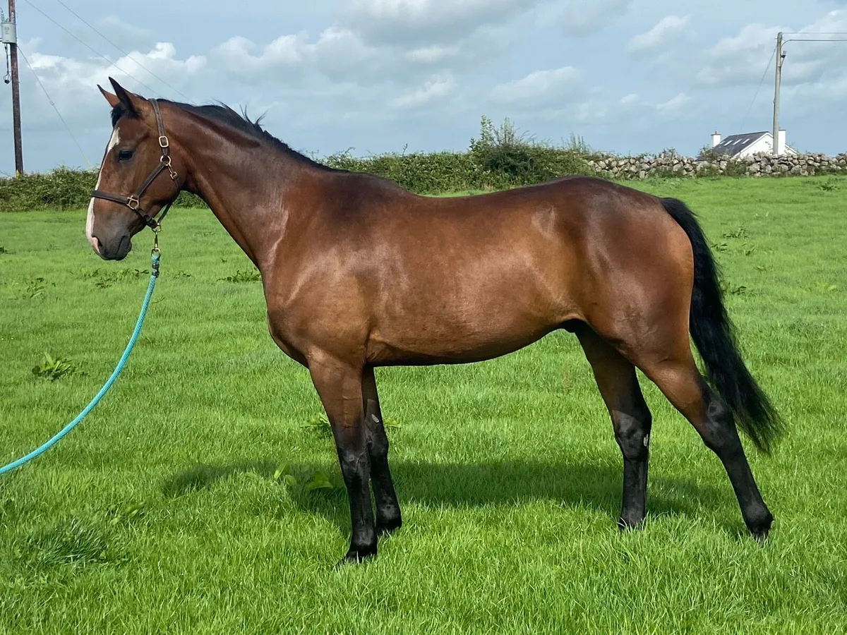 Top class 3 year old gelding - Image 3