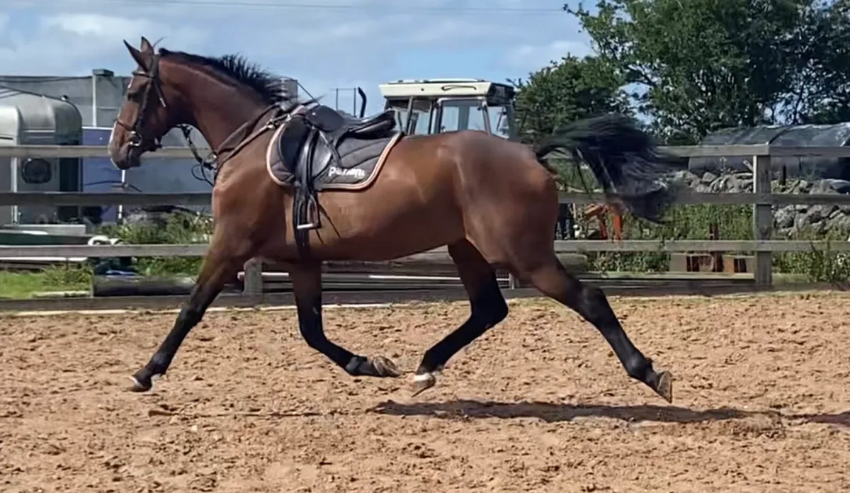 Top class 3 year old gelding - Image 4