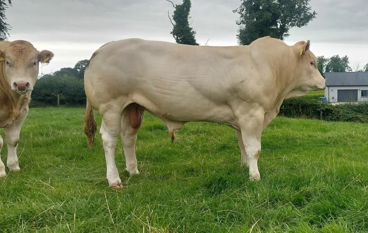 Pedigree Blonde Bulls - Image 1