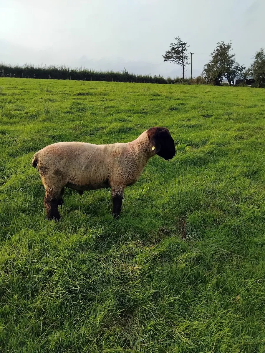 PB Suffolk Hogget Ram - Image 4
