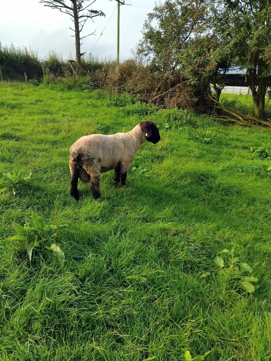 PB Suffolk Hogget Ram - Image 1