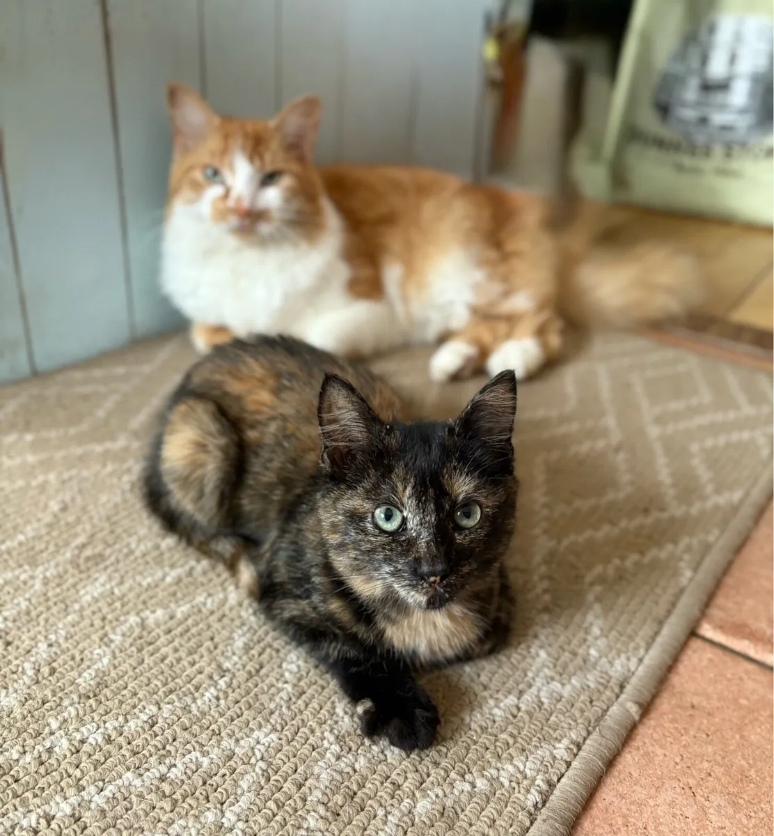 Beautiful friendly kitten - Image 1