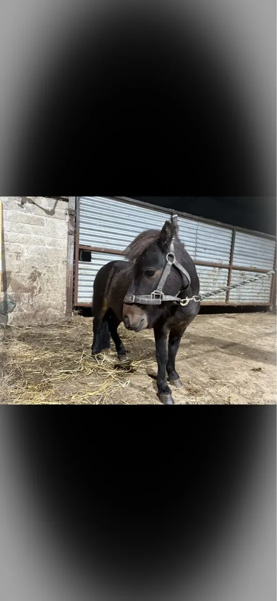 Falabella pony - Image 1